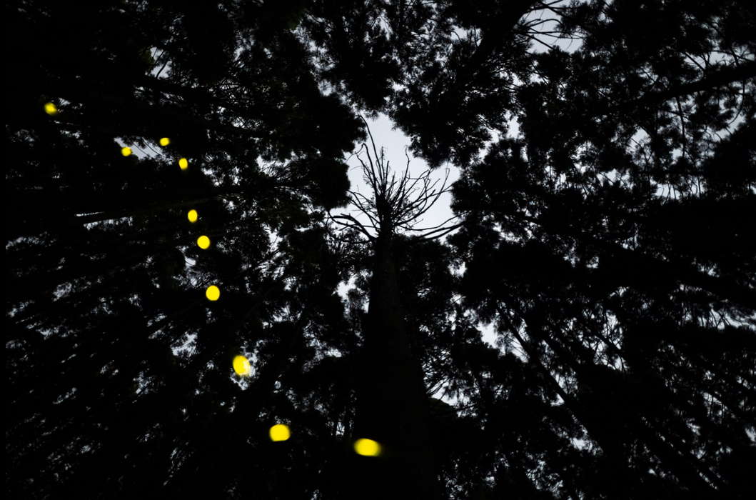 masahiro_hiroike_japan_2nd_place_professional_competition_natural_world_amp_wildlife_2020_sony_world_photography_awards