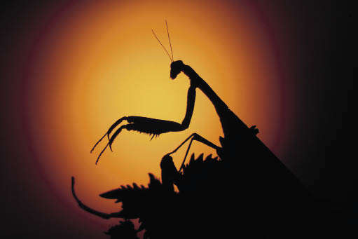 Дирижер заката