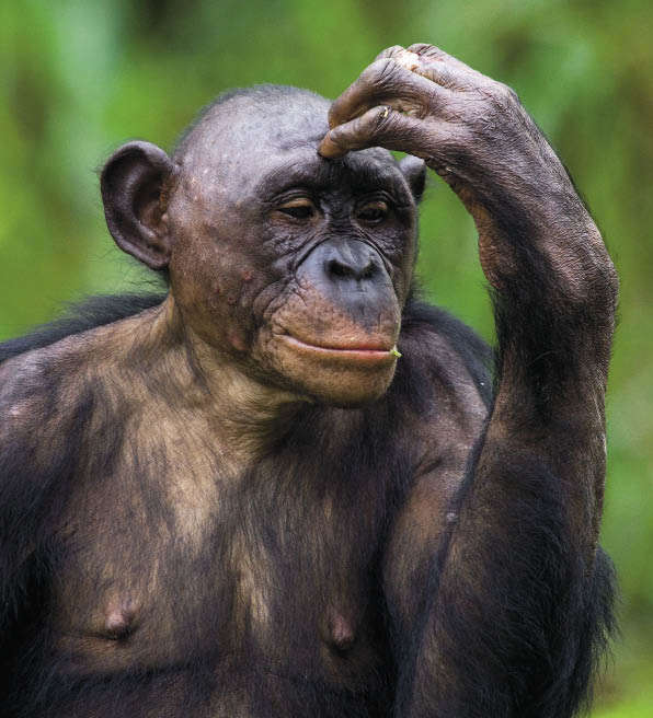 Мыслитель (специальная отметка жюри). Андрей Гудков.