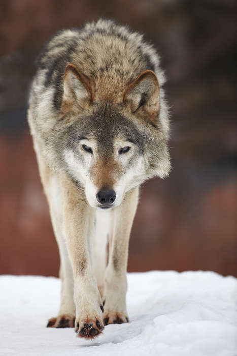 VixenWulf on Twitter Arktischer wolf, Ausgestopftes tier, Verliebte wölfe