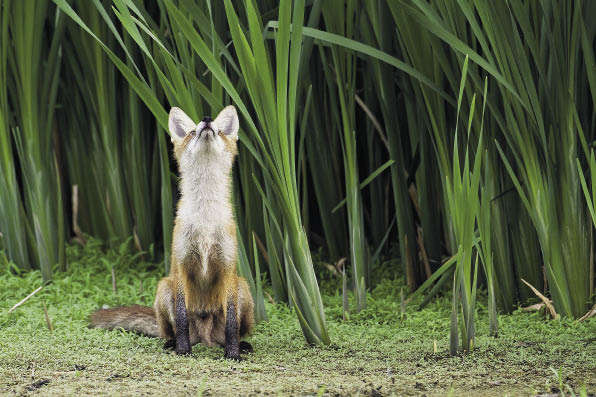 Мечтатель! (лучший кадр природы России. Звери). Сергей Белых