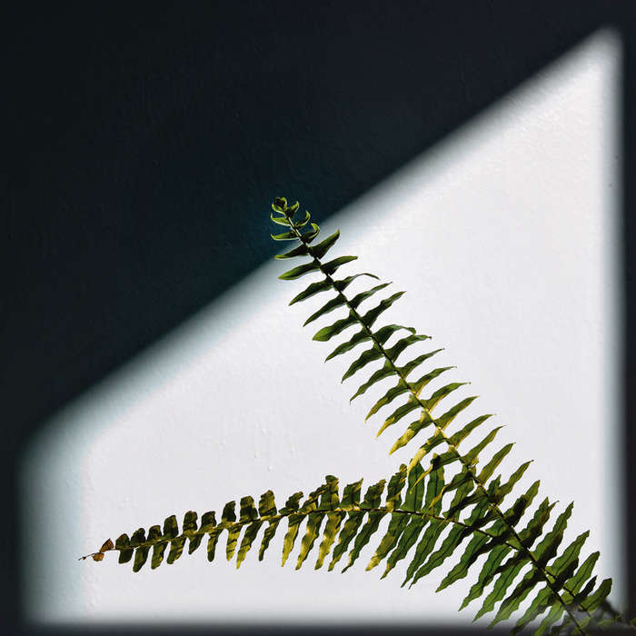 Папоротник