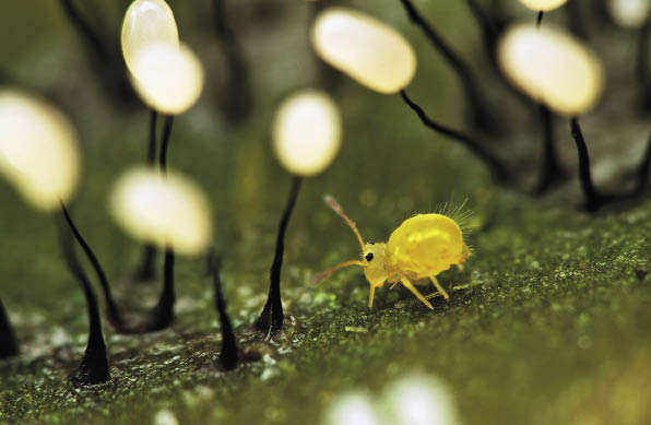 Маленькая коровка в лесу гигантских фонарей. Дмитрий Павлов