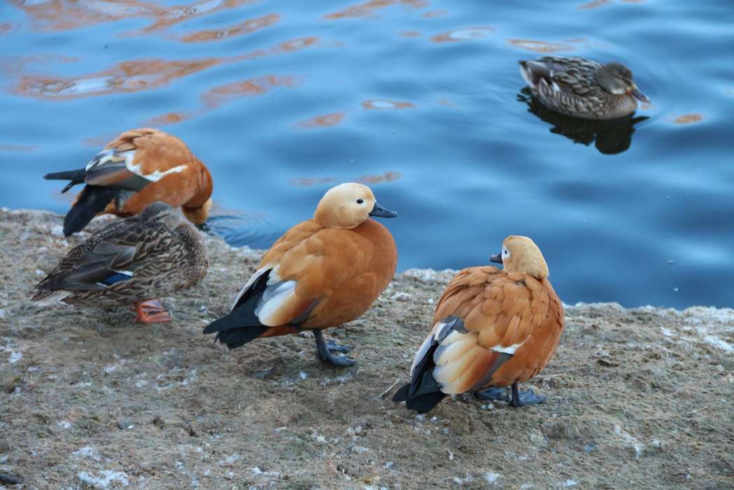 Тестовый снимок Canon EOS 650D  - птички