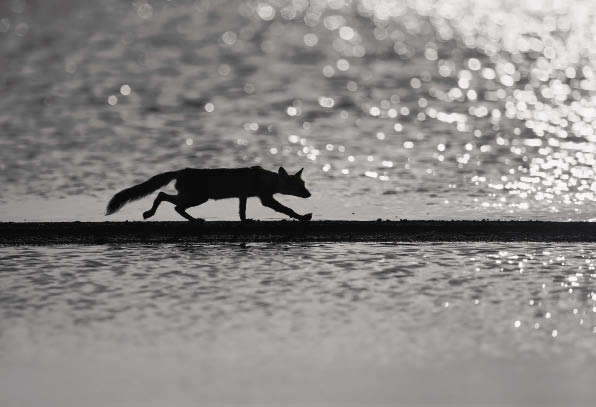 Разведчик. Евгений Мосейкин