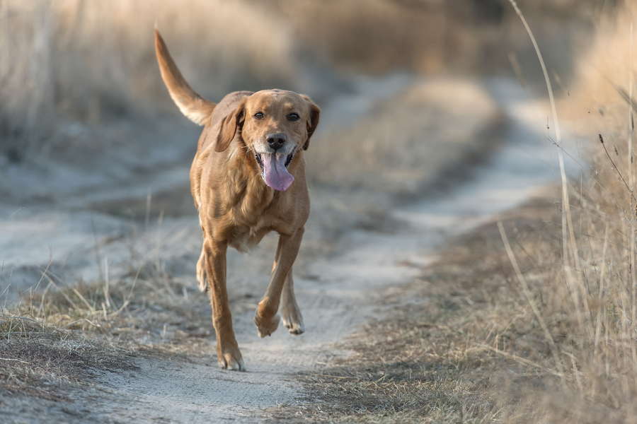 ISO 500, f/4, 1/1250 s