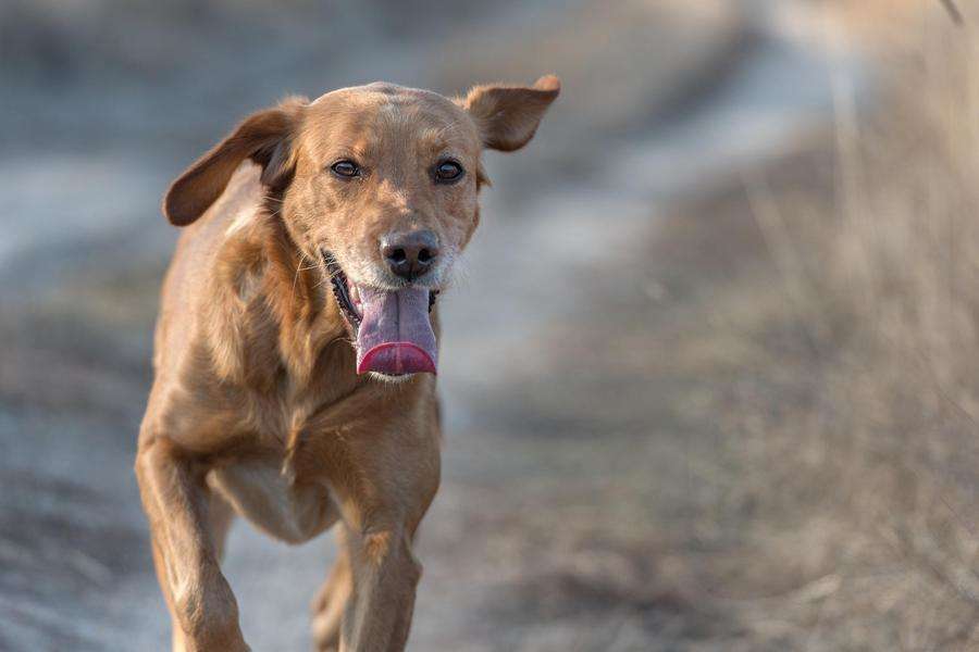 AF-S Nikkor 70-200mm f/2.8G ED VR II, ISO 500, f/4, 1/2500 s