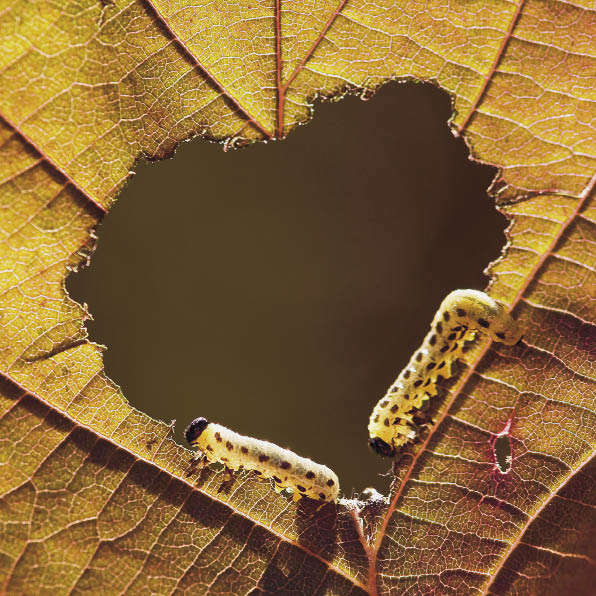 Сердцееды.  Иван Кмить