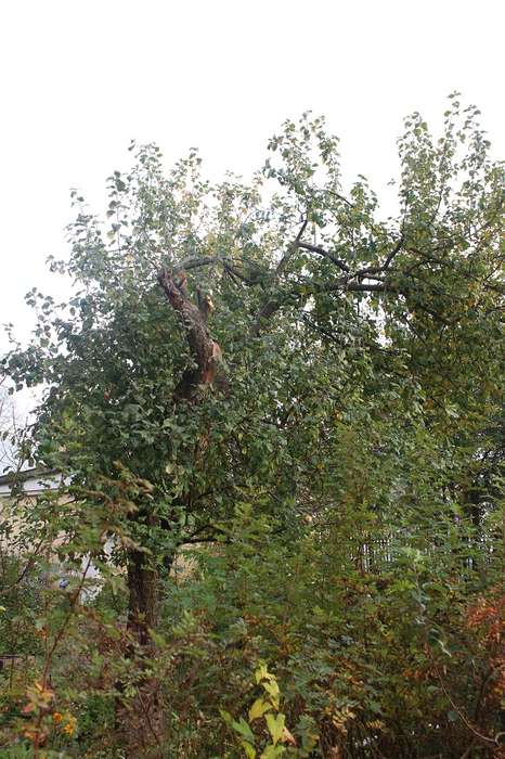 Greenworks G40PSF яблоня 3