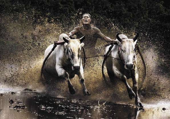 Чань Квок Хун (Гонконг). Гонки буйволов.