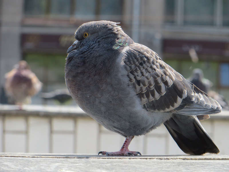 Любительская зеркальная цифровая фотокамера Canon EOS 60D