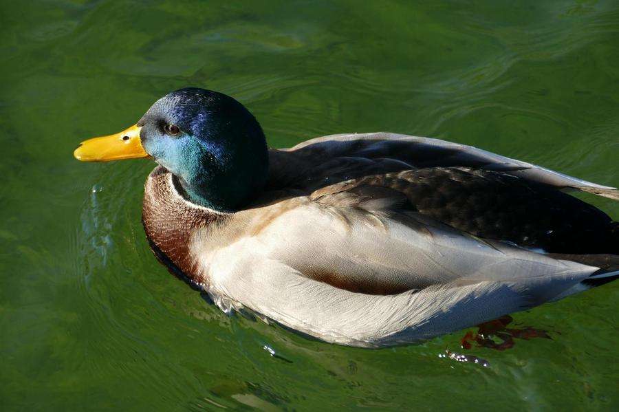 12 кадров/сек, F4.0, 310 мм, 125 ISO, 1/400 с