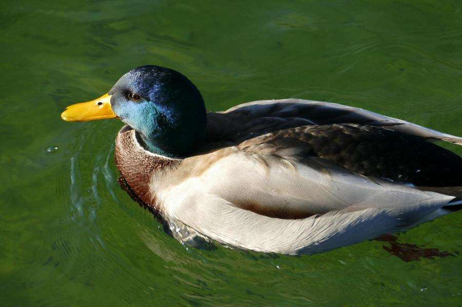 12 кадров/сек, F4.0, 310 мм, 125 ISO, 1/400 с