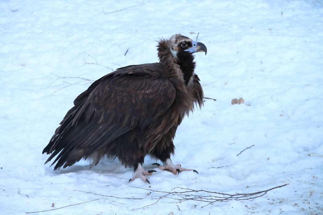 Тестовый снимок Canon EOS 650D - ну, орел!