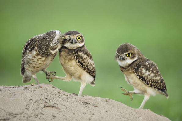 Семья сов. Бенсе Матэ.
