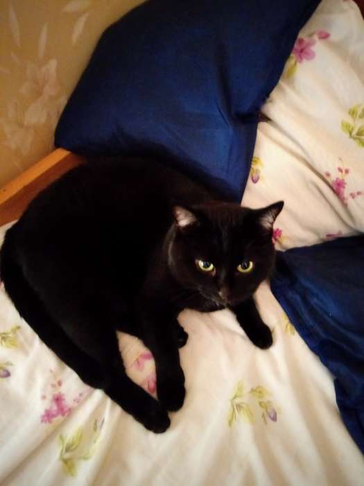 Realme C2 - кошка