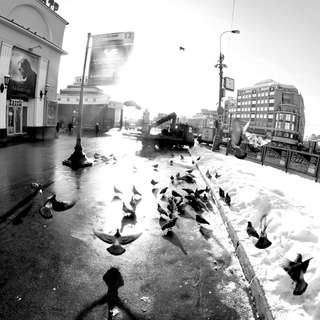 Москва. Зима. Птицы.